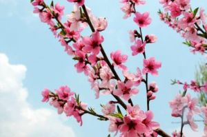 桃花红 桃花红