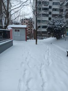 雪