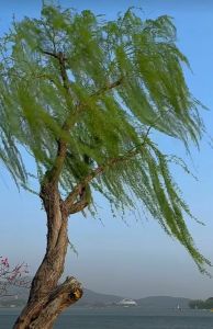 网络图片1 网络图片1