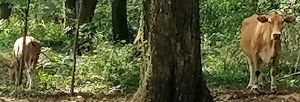 六十年前放牛地方还有牛 六十年前放牛地方还有牛