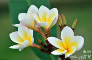 花之系列&nbsp;一一&nbsp;咏鸡蛋花