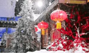 迎春 迎春