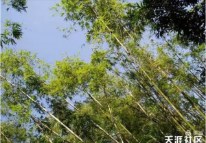 叶天来拍于广州兰圃