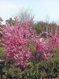 梅花