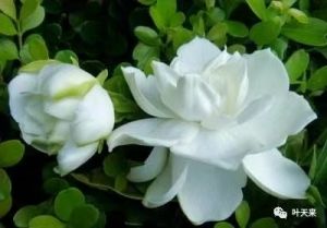 花之系列&nbsp;一一栀子花