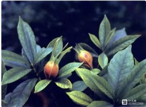 花之系列&nbsp;一一栀子花