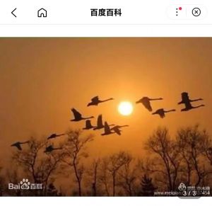 银月秋声 银月秋声