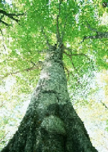 树1