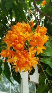 无忧花 无忧花