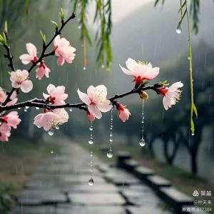 花之系列&nbsp;一&nbsp;杏花