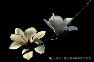玉兰花图 玉兰花图